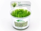 Preview: Taiwan-Moos - Taxiphyllum alternans ´Taiwan´ in vitro